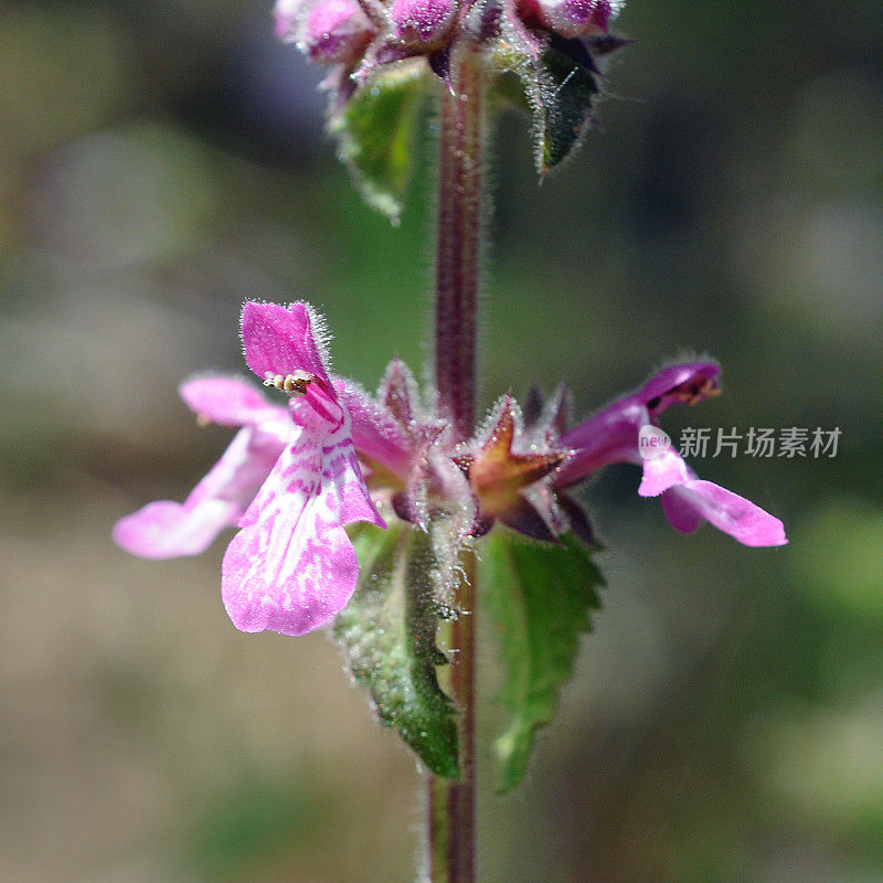 加利福尼亚刺荨麻， Stachys Bullata